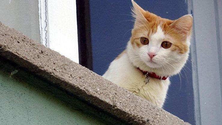 Avustralya, 2 milyona yakın başıboş kediyi öldürmek için havadan zehirli sosis atıyor
