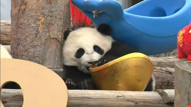 Pandalara yeni yıl sürprizi
