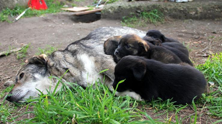 Annesiz kalan köpekler için süt seferi yapıyor