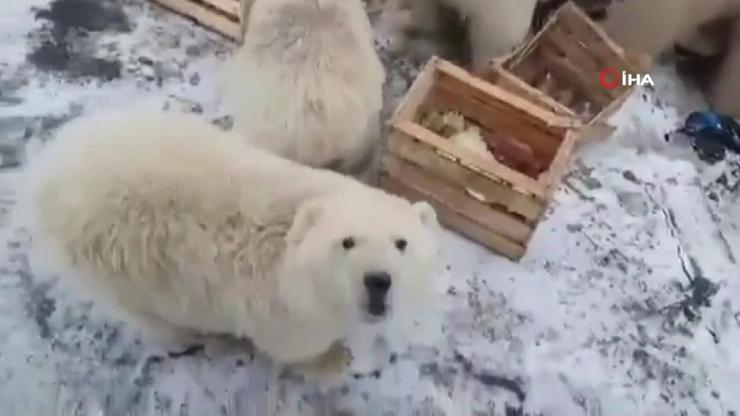 Kutup ayıları kriz yarattı