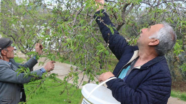 İlk hasat yapıldı Kilosu 100 liradan alıcı buluyor