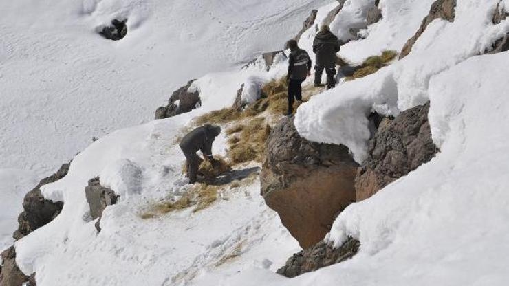Bingöl'de yaban hayvanları için doğaya yem bırakıldı