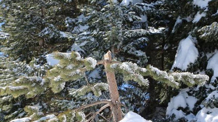 Ilgaz'da fırtına ağaçla zarar verdi
