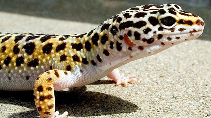 İnternetten satılık Leopard Gecko