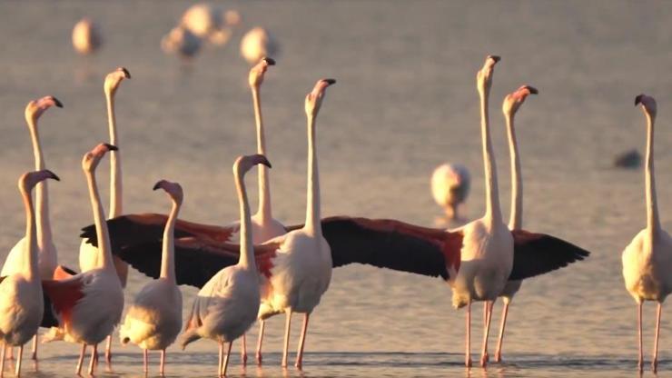 İzmirde flamingolar kur dansı yaptı, doğaseverler o anlara tanıklık etti