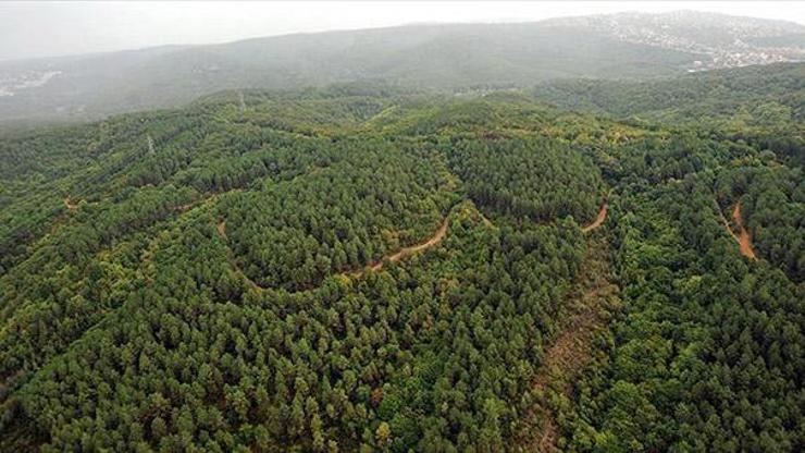 Türkiyenin orman varlığı 22,6 milyon hektarı geçti