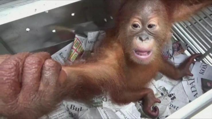 Yavru orangutanı kurtardılar