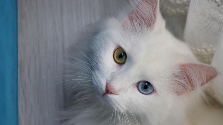 En güzel Van kedisi Spaka özel bakım