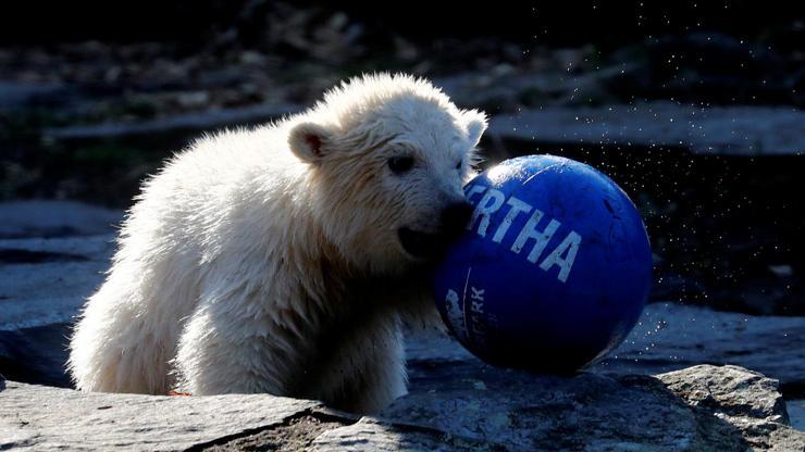 Hertha Berlin yavru kutup ayısına sponsor oldu