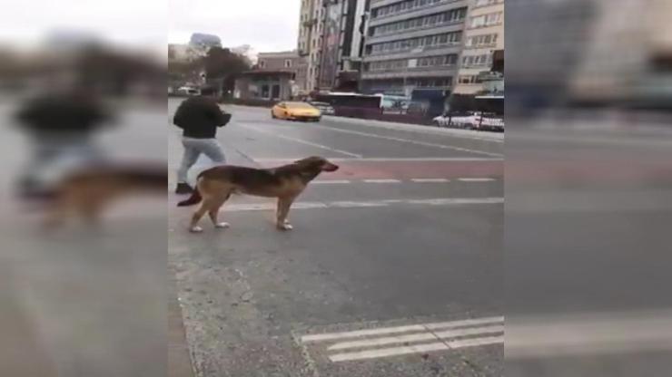 Sosyal medya trafikte yeşil ışığı bekleyen köpeği konuşuyor
