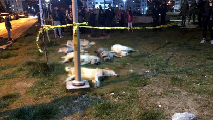 Ankara’da katliam: 13 köpek zehirlenerek öldürüldü