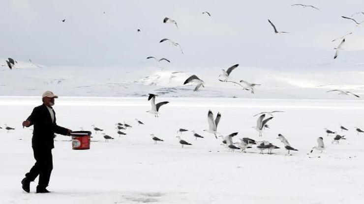 Buzla kaplı Çıldır Gölünde avlanamayan martıları besliyor