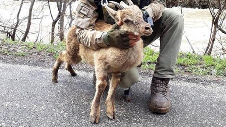 Jandarma, terör operasyonu sırasında bulduğu yaralı dağ keçisini kurtardı