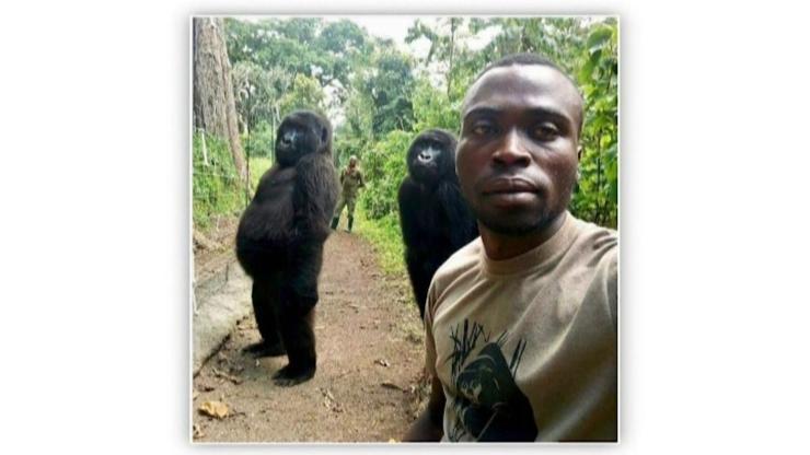 Gorillerin selfiesi sosyal medyanın dilinde