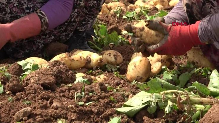 Adanada patates hasadı devam ediyor