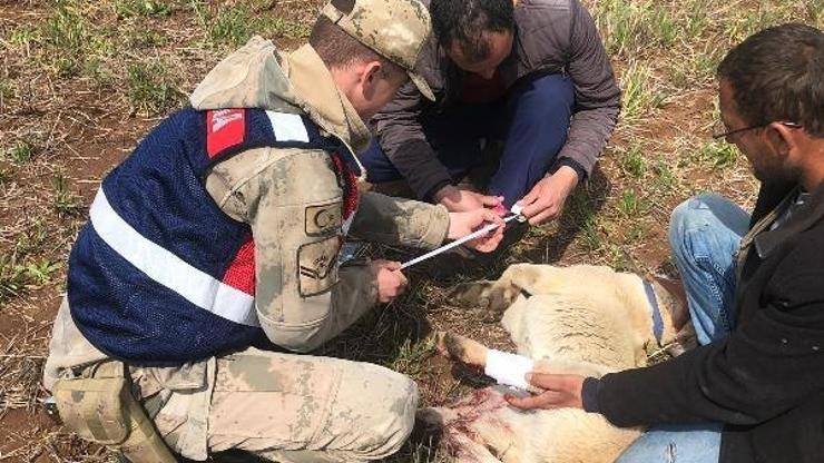 Kazada yaralanan köpeğe jandarma yardım etti