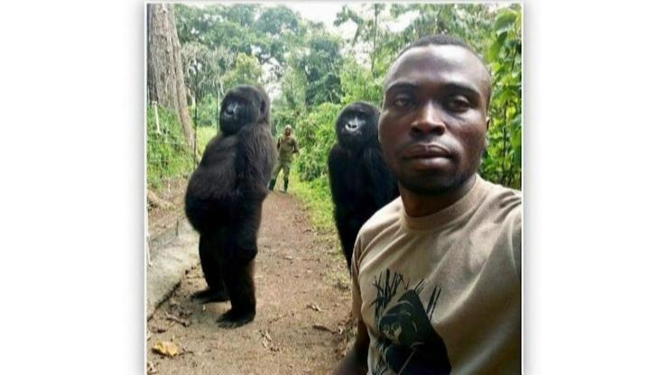 Gorillerle selfie çeken bakıcı o anı anlattı