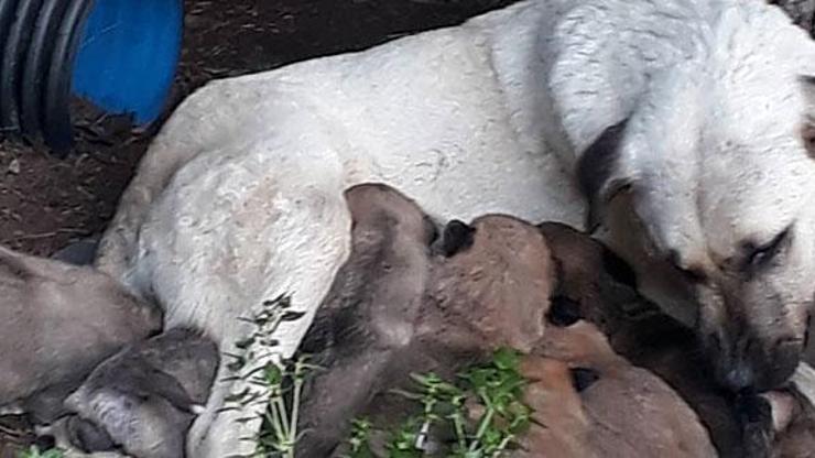 Erdekte zehirli et verilen köpek ile 3 yavrusu ve 3 kedi öldü