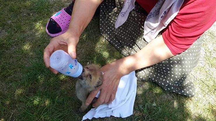 Buldukları yavru kurdu biberonla beslediler