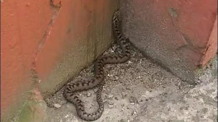 Rize'de baran engereği görüldü Rize'de baran engereği görüldü