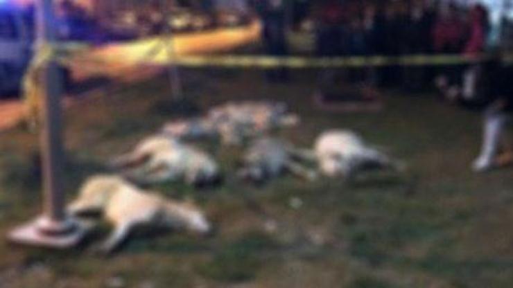 Batıkentte köpeklerin öldürülmesine dava: En az 5 yıl 4er ay hapis istemi