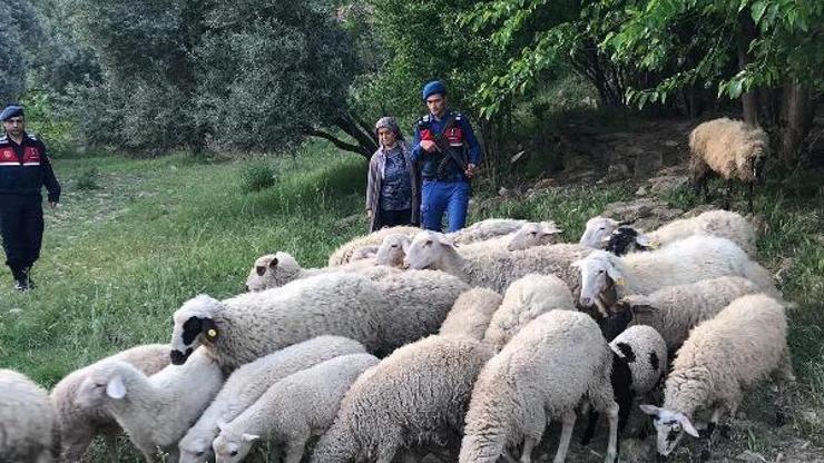 Ağıldan 32 koyun çalan şüpheli yakalandı