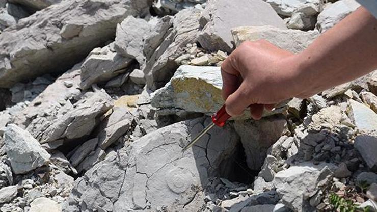 Zonguldak’da dinozorlar çağından kalma deniz canlılarına ait fosiller bulundu