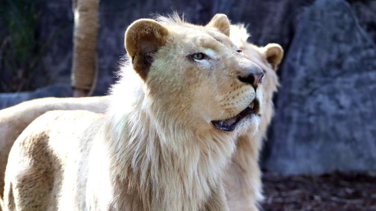 Beyaz aslanlar ilk kez Türkiye’de... Dünyada sadece 30 tane kaldı