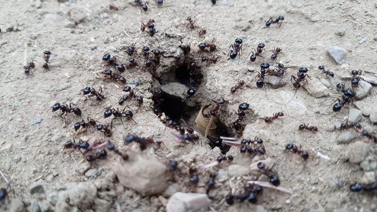 Karıncalar depremin habercisi mi Uzmanlar o soruyu yanıtladı