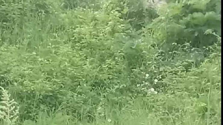 Ayı köyü mesken tuttu Ayı köyü mesken tuttu