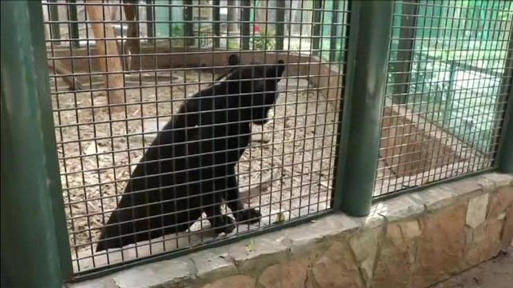 Bebek jaguar nesli tükenen türüne umut oldu