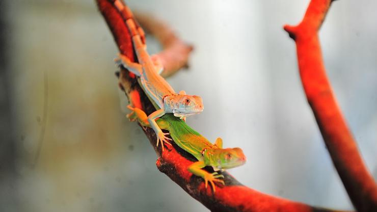 Bursa Hayvanat Bahçesinde yavru iguana heyecanı