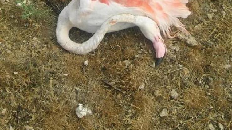 Konyada 20 flamingo telef oldu