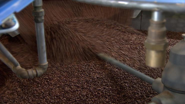 Kahve üretimi kuşları olumsuz etkiliyor