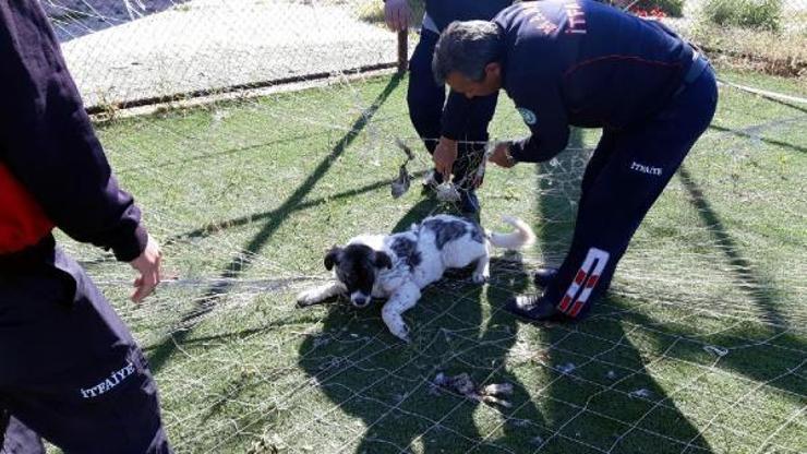 Kale ağına takılan sokak köpeğini itfaiye ekipleri kurtardı
