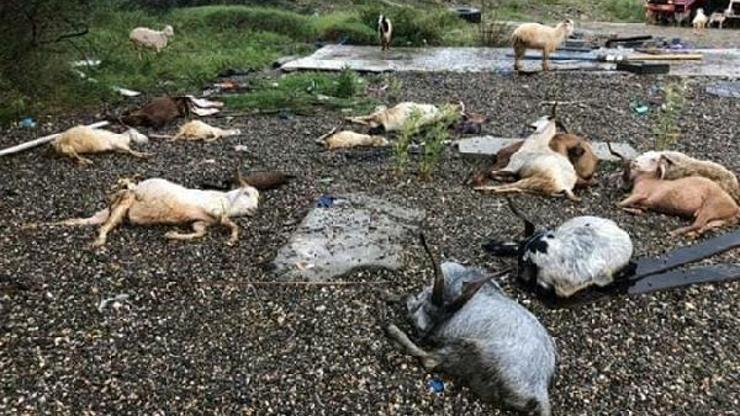 Kastamonu'da yıldırım isabet eden koyun ve keçiler öldü