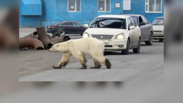 Kutup ayısı şehre indi