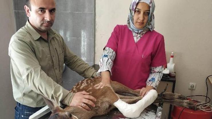 Yaralı yavru geyik tedavi altına alındı