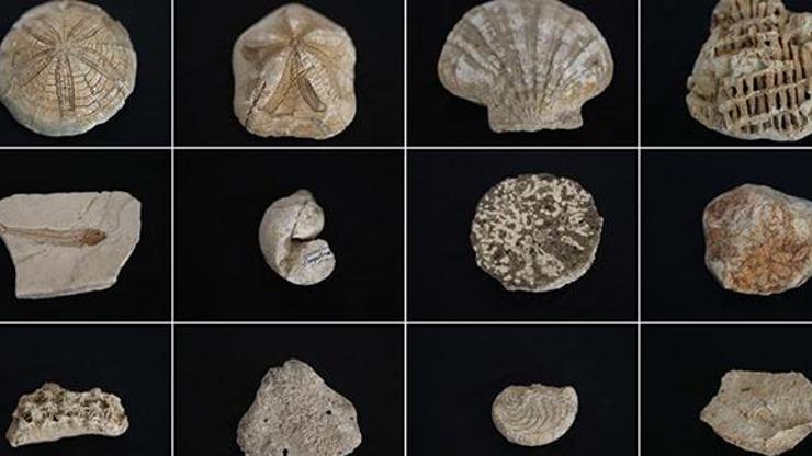 Biyoloji öğretmeninin fosil koleksiyonu