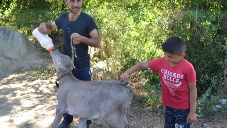 Kuyruksuz ve makatsız doğan buzağı, iki aylık oldu