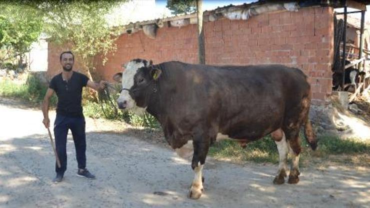 1,5 tonluk Cemil, 45 bin TLden satışa çıkarıldı