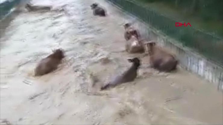 Şiddetli yağış sonrası büyükbaş hayvanlar suya kapıldı
