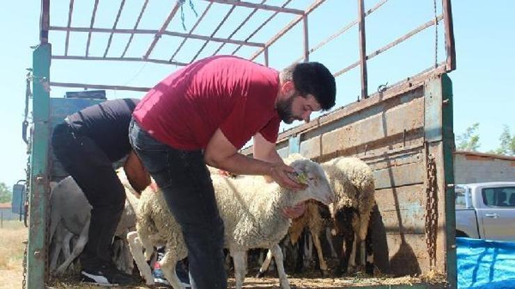 Pehlivanköy’de 3 genç çiftçiye 102  adet  küçükbaş hayvan dağıtıldı