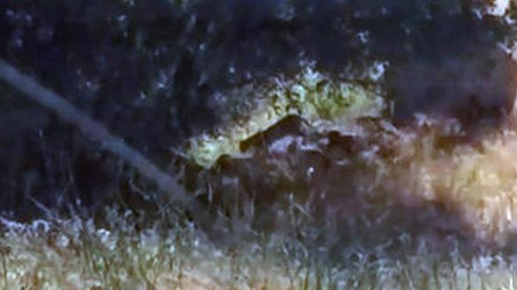 Tuncelide leopar görüntülendi iddiası