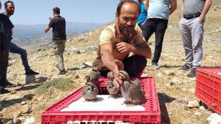 Nurhakta 2 bin kınalı keklik doğaya bırakıldı