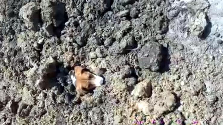 Toprağın altında kalan köpeği zabıta kurtardı