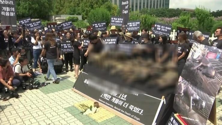 Güney Korede hayvan hakları protestosu
