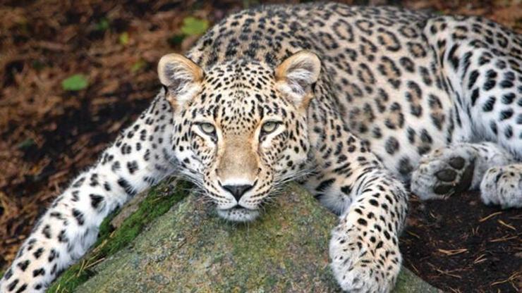 Efsane geri döndü Anadolu’da leopar yaşıyor