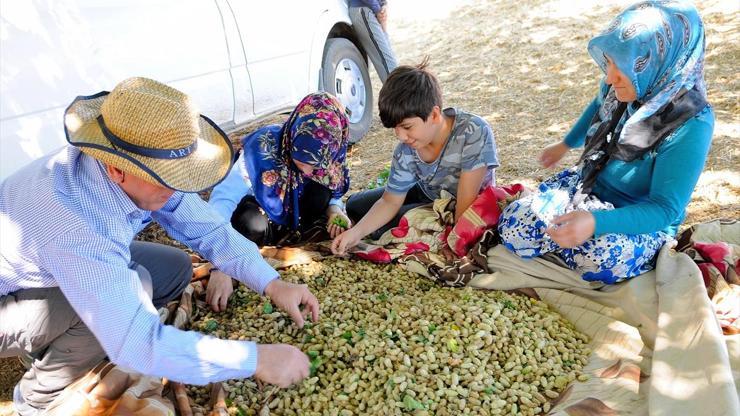 Dalından sofraya dutun pekmeze tatlı yolculuğu