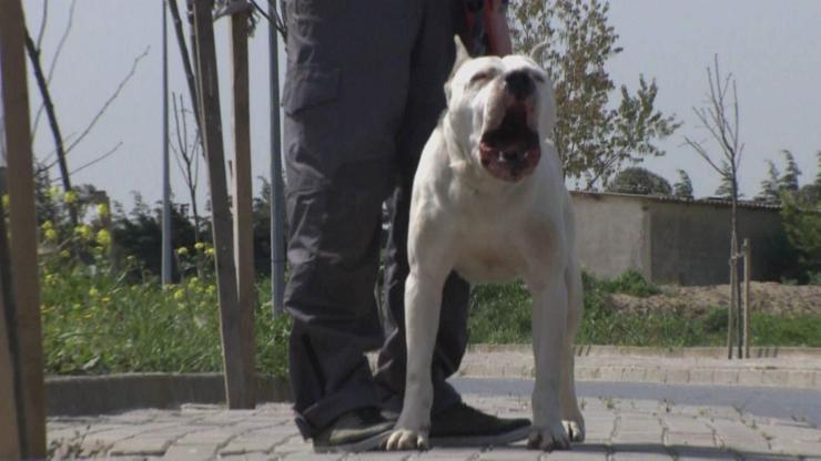 Pitbulllar saldırgan mı